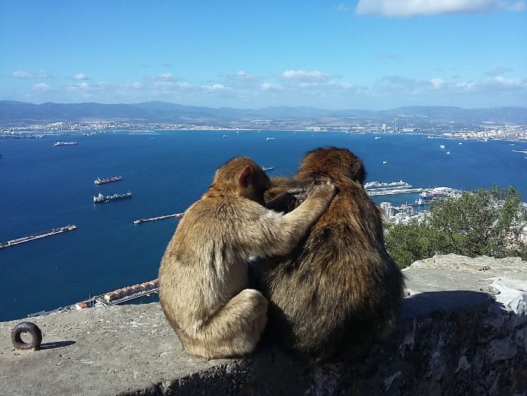 gibraltári majmok 1