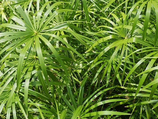 papirusz növény