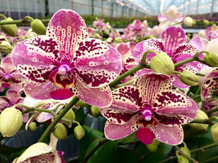 Pettyes orchidea